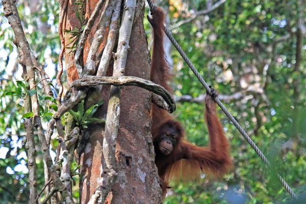 Orang Utan